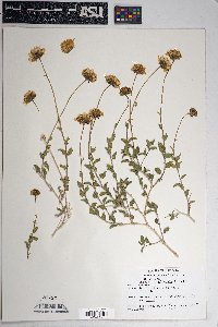 Encelia virginensis image