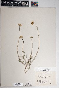 Encelia virginensis image