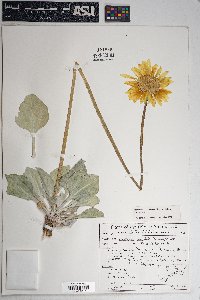 Enceliopsis nudicaulis var. nudicaulis image