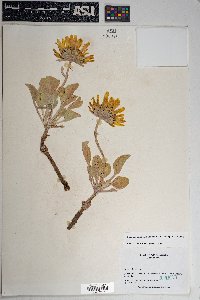 Enceliopsis nudicaulis image