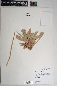 Enceliopsis nudicaulis image