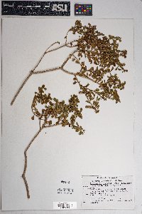 Ericameria cuneata var. spathulata image