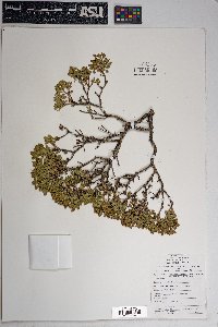 Ericameria cuneata var. spathulata image