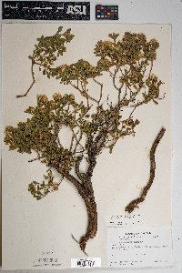 Ericameria cuneata image