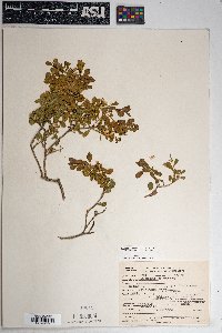 Ericameria cuneata image