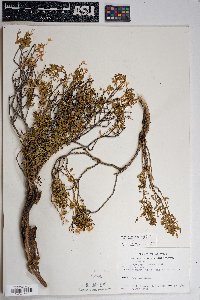 Ericameria cuneata image