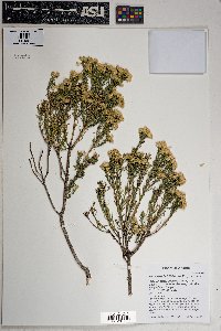 Ericameria laricifolia image