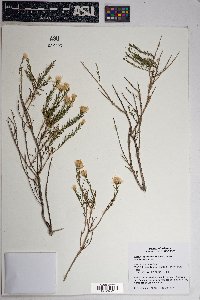 Ericameria laricifolia image