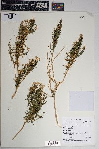 Ericameria laricifolia image