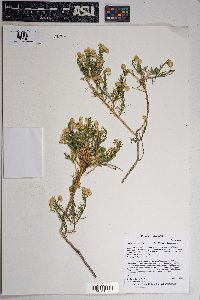 Ericameria laricifolia image