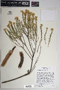 Ericameria laricifolia image