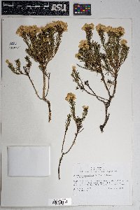 Ericameria laricifolia image