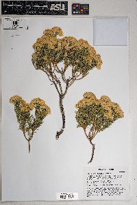 Ericameria laricifolia image