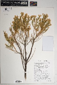 Ericameria laricifolia image