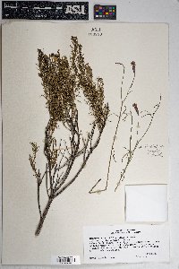 Ericameria laricifolia image