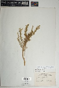 Ericameria laricifolia image