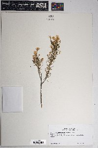 Ericameria laricifolia image