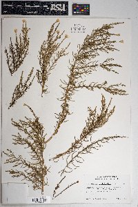 Ericameria laricifolia image