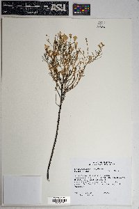 Ericameria laricifolia image