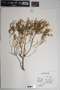 Ericameria laricifolia image