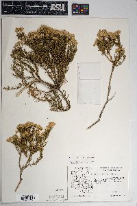 Ericameria laricifolia image