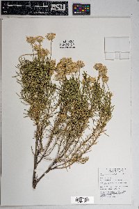 Ericameria linearifolia image