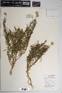 Ericameria linearifolia image