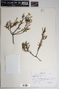 Ericameria laricifolia image