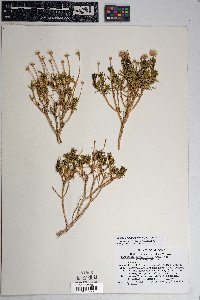 Ericameria linearifolia image