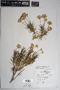 Ericameria linearifolia image