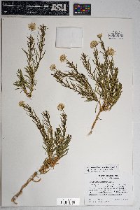 Ericameria linearifolia image