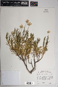 Ericameria linearifolia image