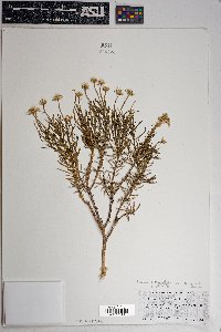 Ericameria linearifolia image