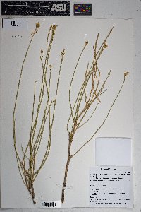 Ericameria nauseosa var. juncea image