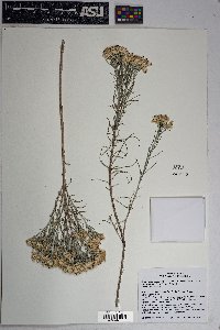 Ericameria nauseosa var. latisquamea image