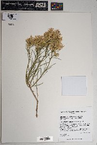 Ericameria parryi image