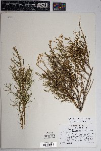 Ericameria paniculata image