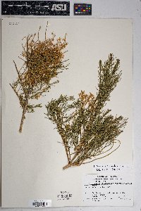 Ericameria paniculata image