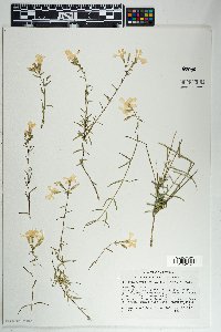 Phlox tenuifolia image