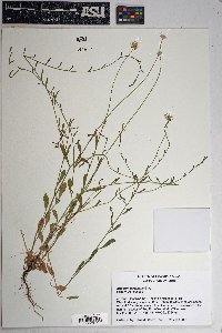 Eragrostis curvula image