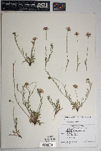 Erigeron flagellaris image