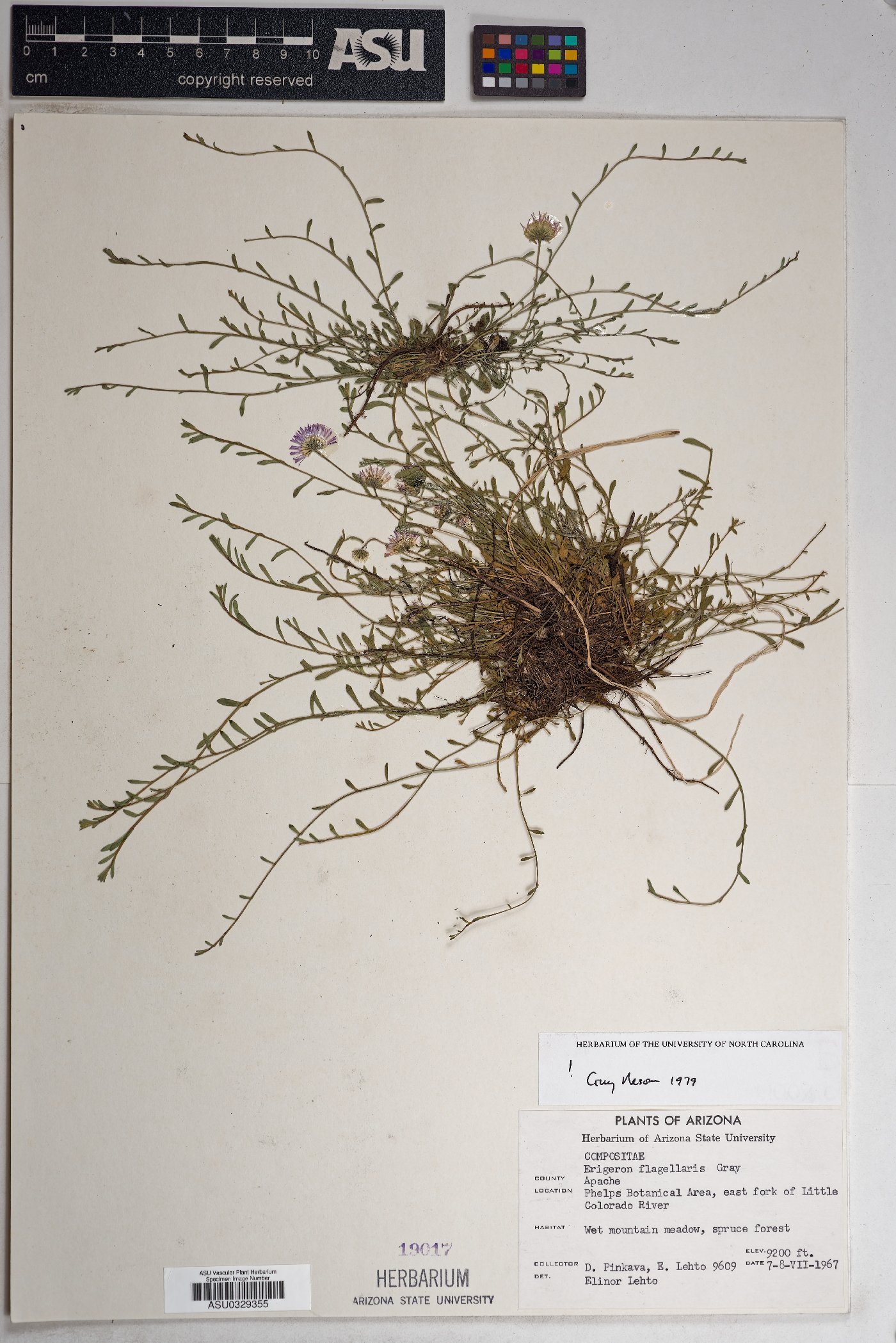 Isocoma coronopifolia image