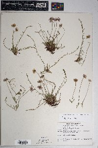 Erigeron flagellaris image