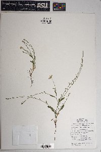 Erigeron flagellaris image