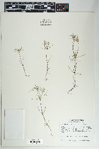 Linanthus bigelovii image