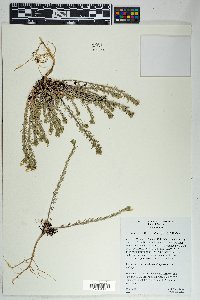 Ipomopsis multiflora image