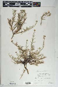 Ipomopsis multiflora image