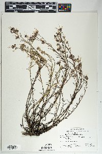 Ipomopsis multiflora image