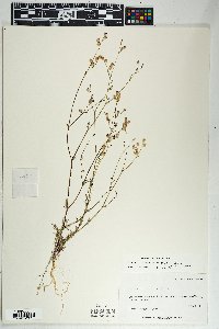 Gilia transmontana image