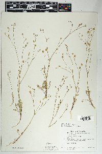 Gilia stellata image